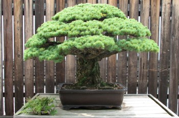 400 year-old bonsai