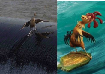 Surfing bird
