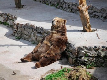 To bear or not to bear