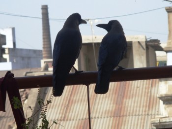 Attempted Murder