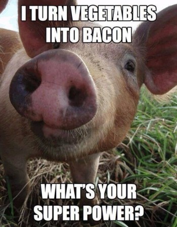 Oink oink