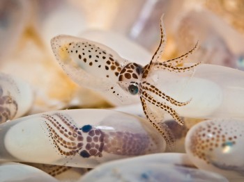 Baby Squid