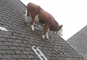 Cow on roof