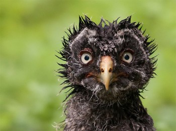 Wet Owl