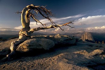 Twisted Tree