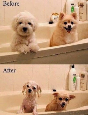 Before / After
