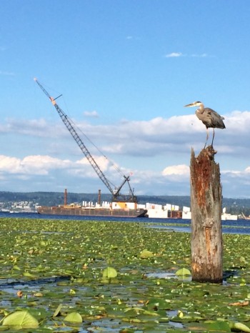 A couple of cranes