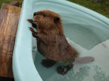 Baby beaver