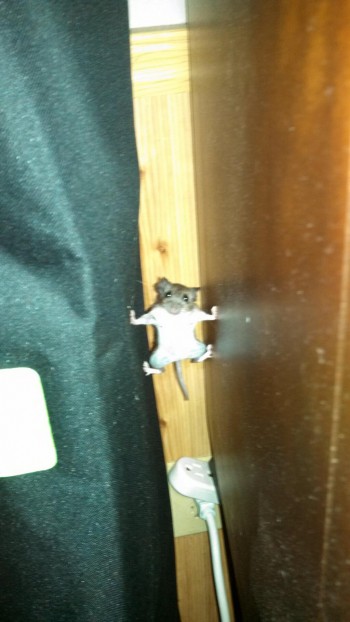 Gotcha!