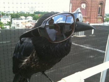 Ravin with sunglasses