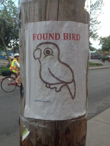 I'm pretty sure they're getting a lot of calls about this bird