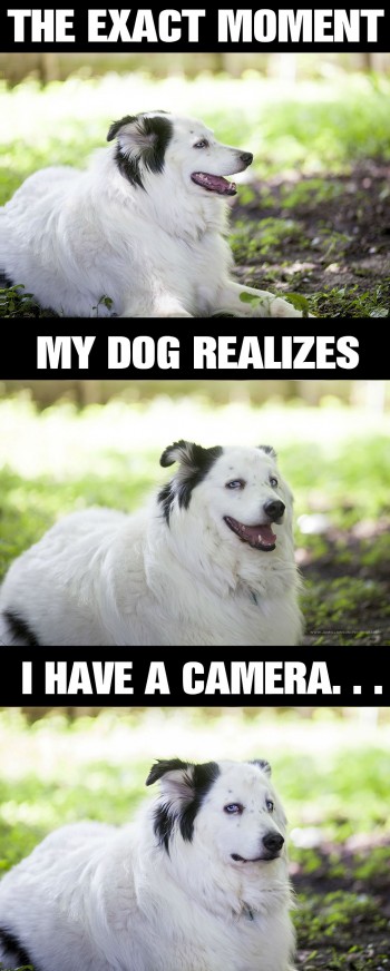 Dogs Know