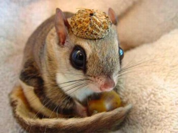 Squirrel wearing acorn as hat