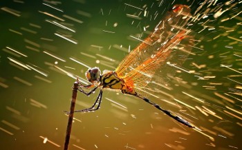 Rain pelting a dragonfly