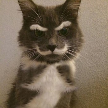 Meow?