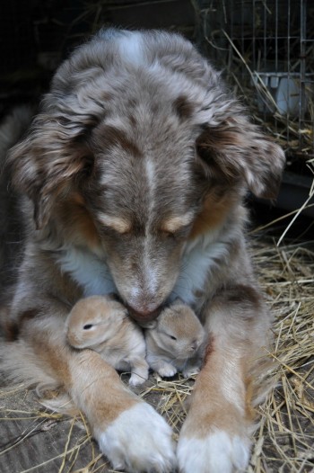 Dog with bunnies