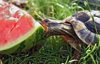 Watermelon Om Nom Nom