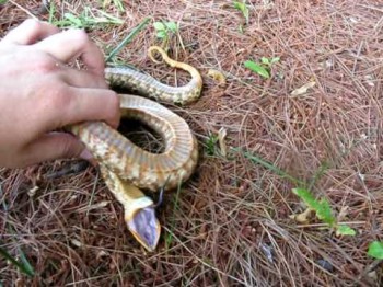 Hognose snake playing dead