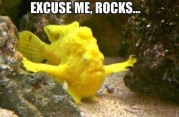Sassy fish