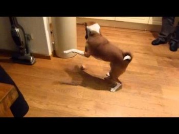 Basenji with egg