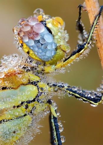 Bug Covered in Water