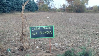 Corn Maze for Blondes