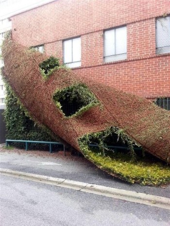 When climbing plants fall down