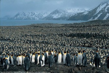 A Few Penguins