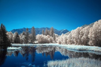 Infrared Trees