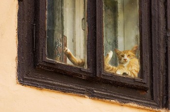Chillin' Cat