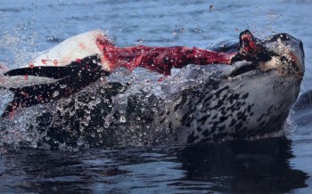 Seal vs Penguin
