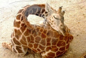 Sleeping Giraffe