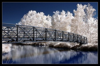 Infrared Trees