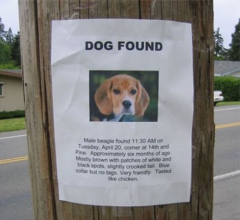 Beagle