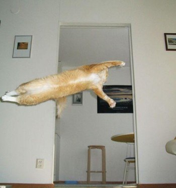 Action Cat