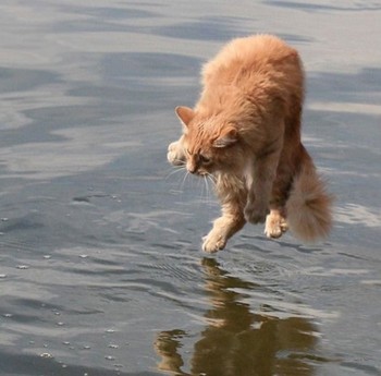 Hover Cat