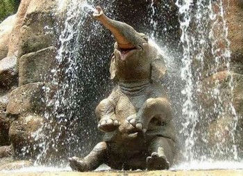 Afternoon Shower