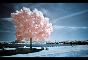 Infrared Trees