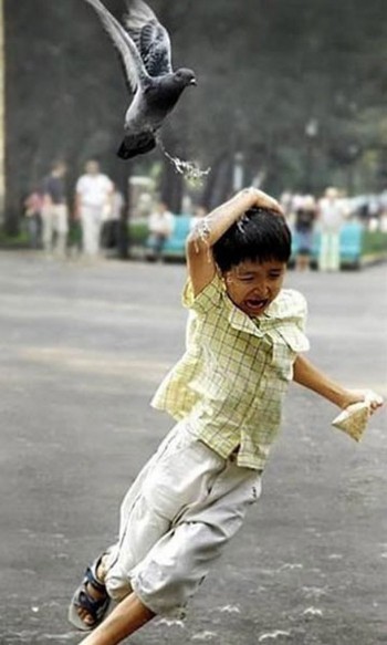 Bird Bomb