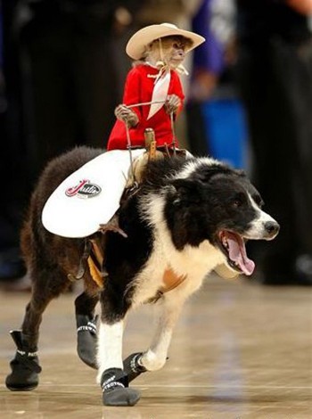 Monkey Rides A Dog