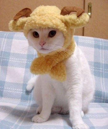 Billygoat Cat