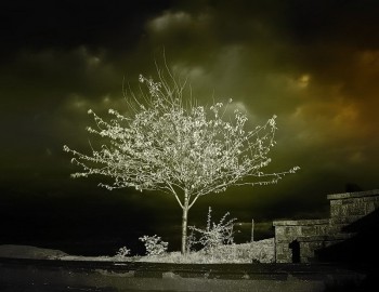 Infrared Trees