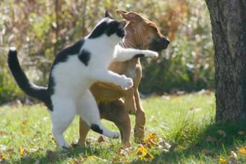 Cat Shuts Dog Up