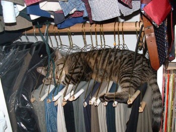 Cat Sleeping In Hangers