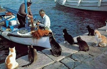 Cats Waiting For Fish