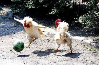 Chicken Soccer