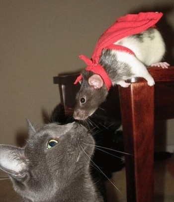 Super Rat And A Cat
