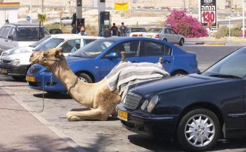 Camel Parking