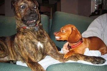 Canine Supremacy
