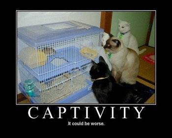 Captivity It Could Be Worse